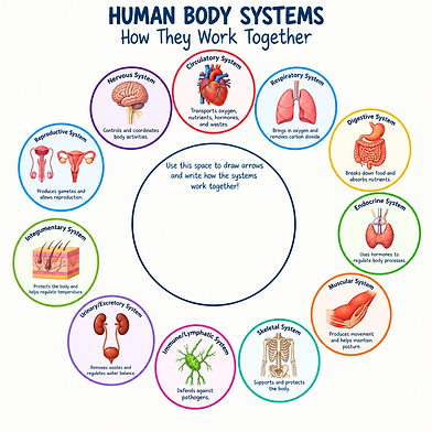 body systems.png