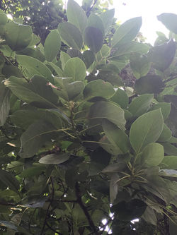 Hojas de aguacate