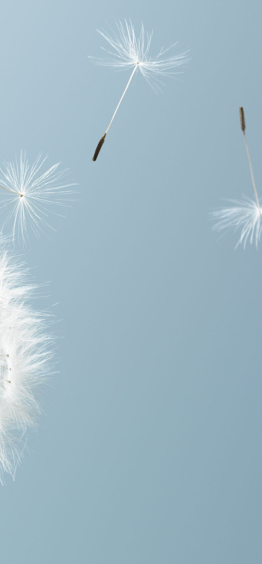 Dandelion Leaves_edited_edited.jpg