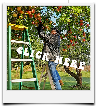 buddy apple tree.png