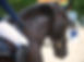 horse-7429784_1280.jpg