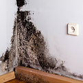Mold Damage that needs remediation