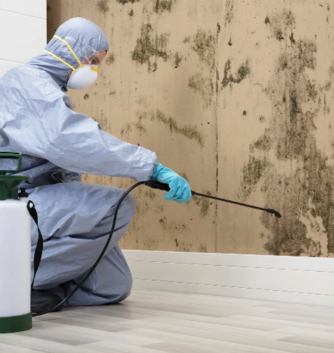 treating mold in house
