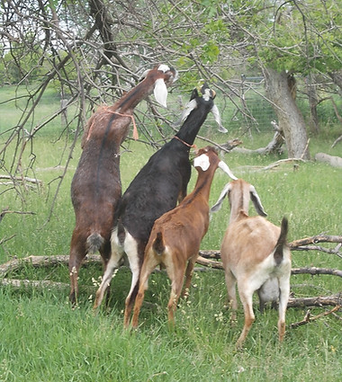 Nubian Milk Goats