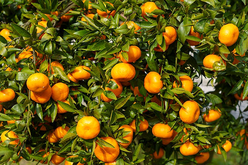 closeup-shot-delicious-fresh-oranges-tree.jpg