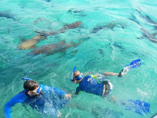 Snorkeling in Placencia Belize