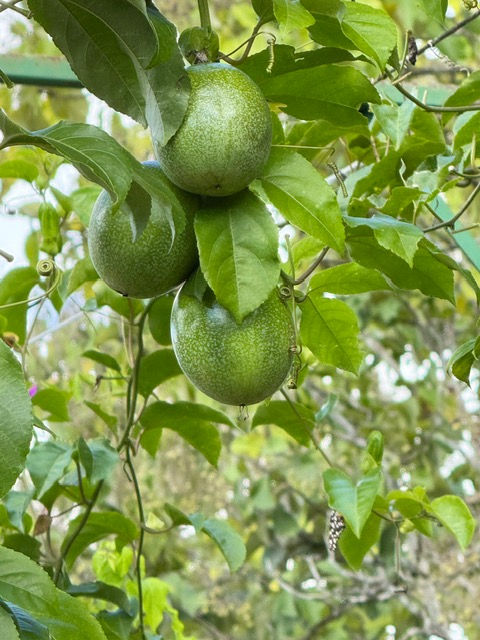 Belize Spice Farm Tour