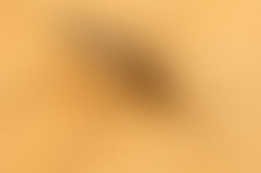 Mosquitoes in Belize