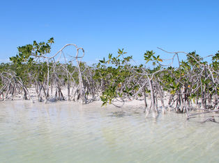 Protecting the Belize Mangroves