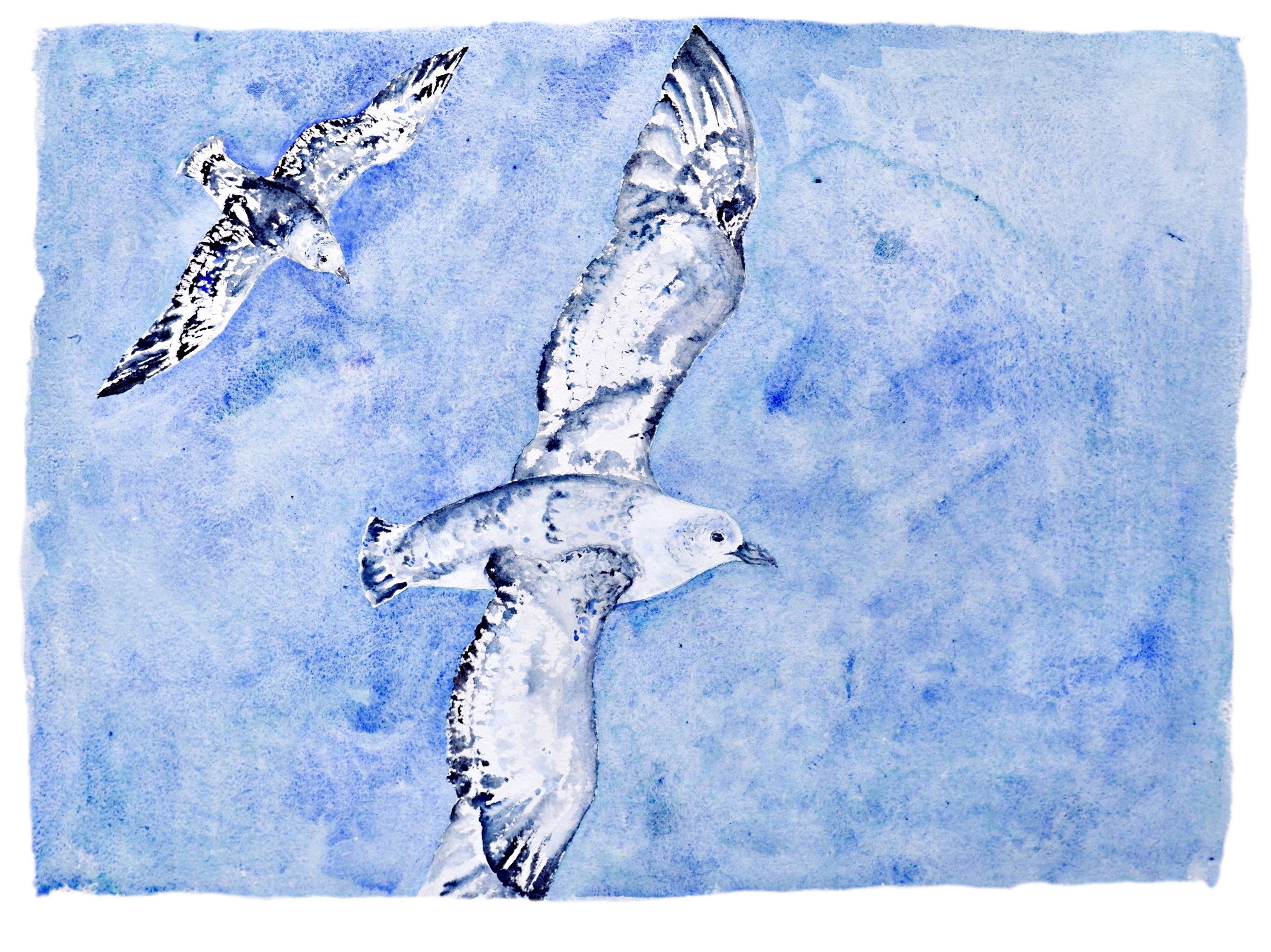 Fulmar Petrels | Original Artwork