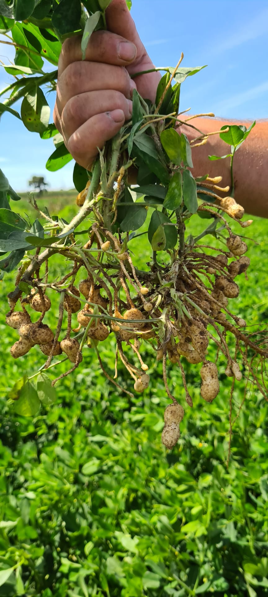 WhatsApp Image 2020-08-11 at 15.01