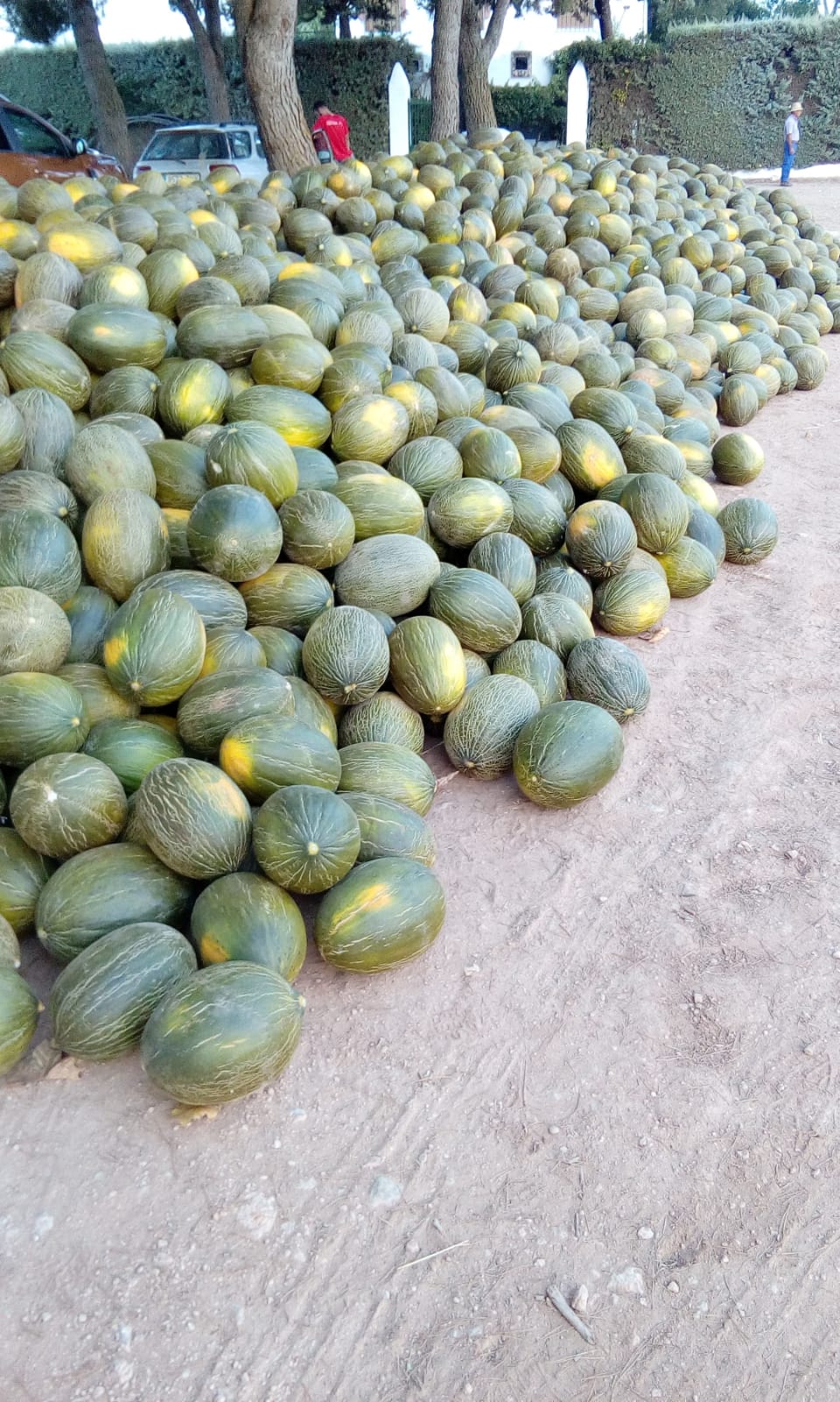 Recolha e Transporte de Melão