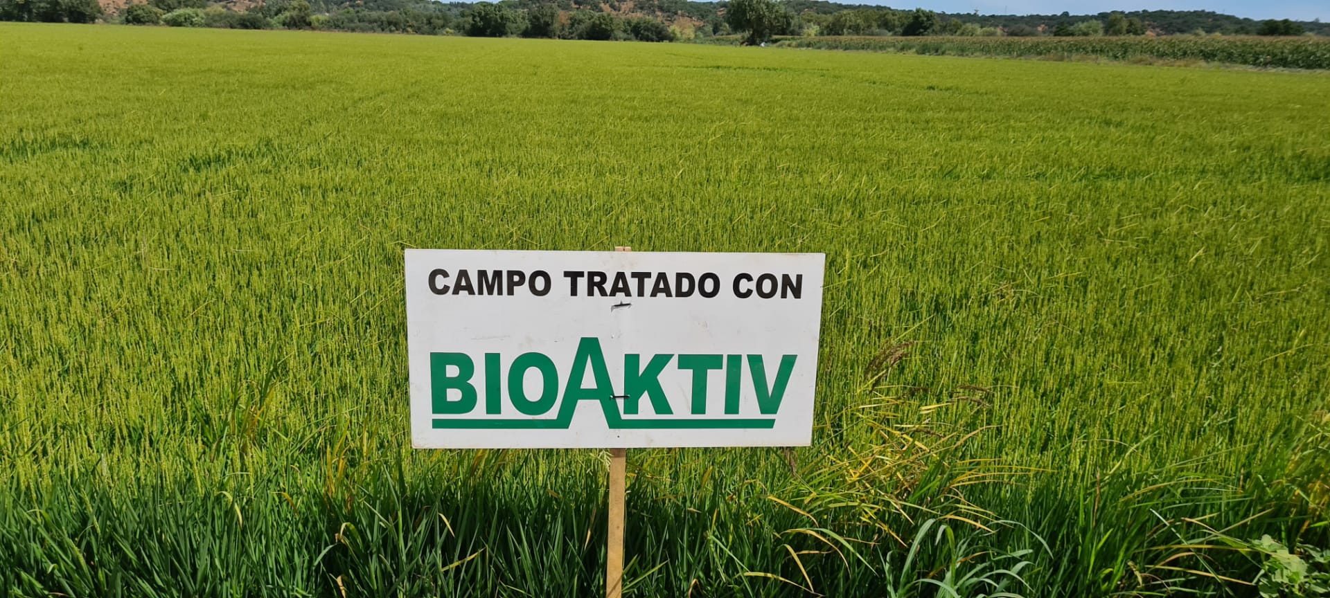 WhatsApp Image 2020-08-11 at 15.02