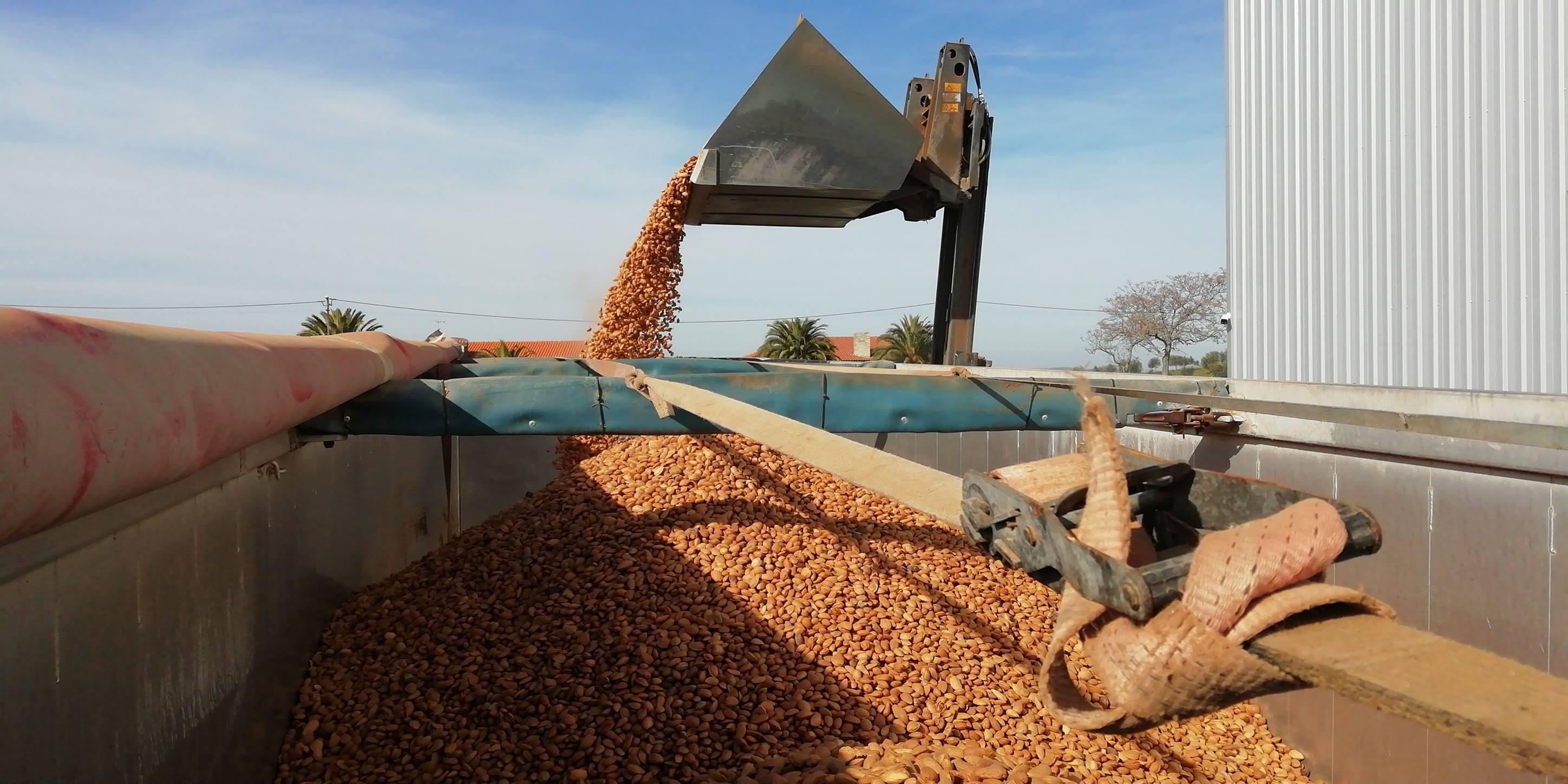 Transporte de Amêndoa em Casca