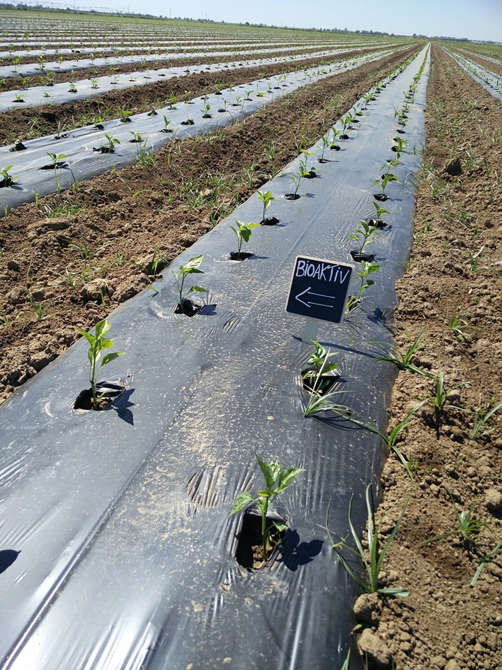 Plantação com BioAktiv