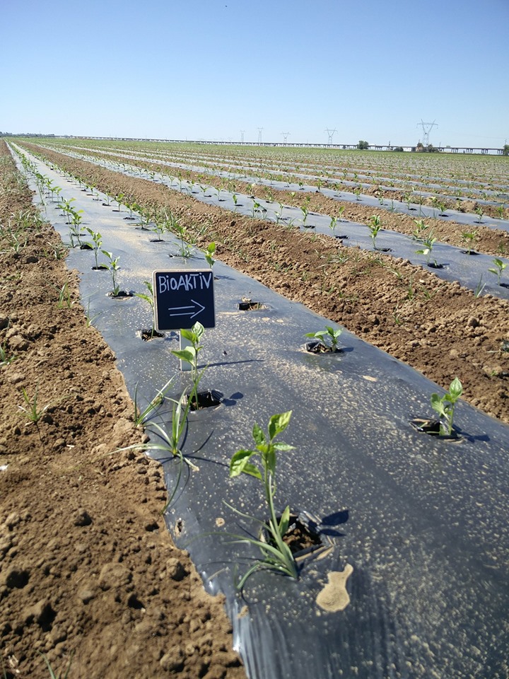 Plantação com BioAktiv