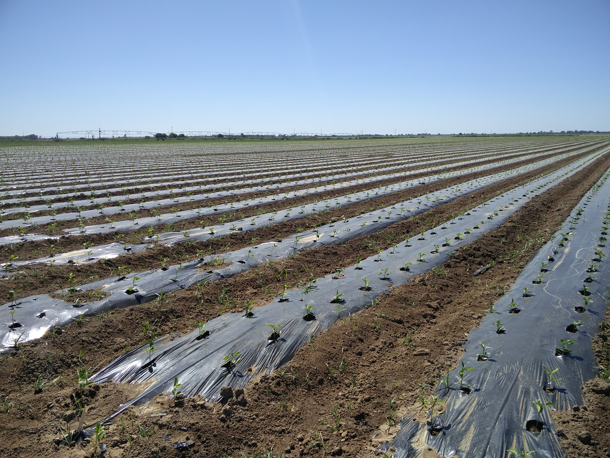 Plantação com BioAktiv