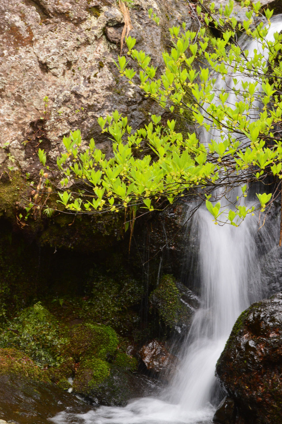 00新緑の渓流 (2)