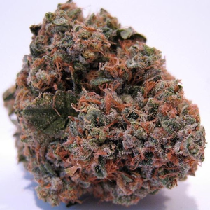 OG Kush