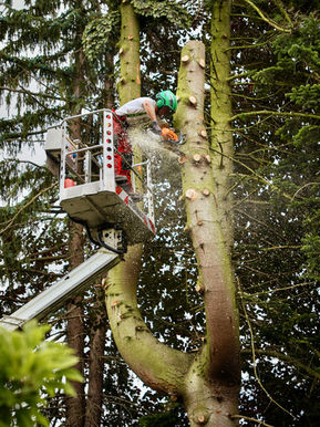 Hoffmann und Korty - Vivid Media