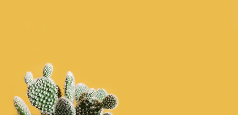 scott-webb-VxRVVU8d9KY-unsplash%20(1)_ed