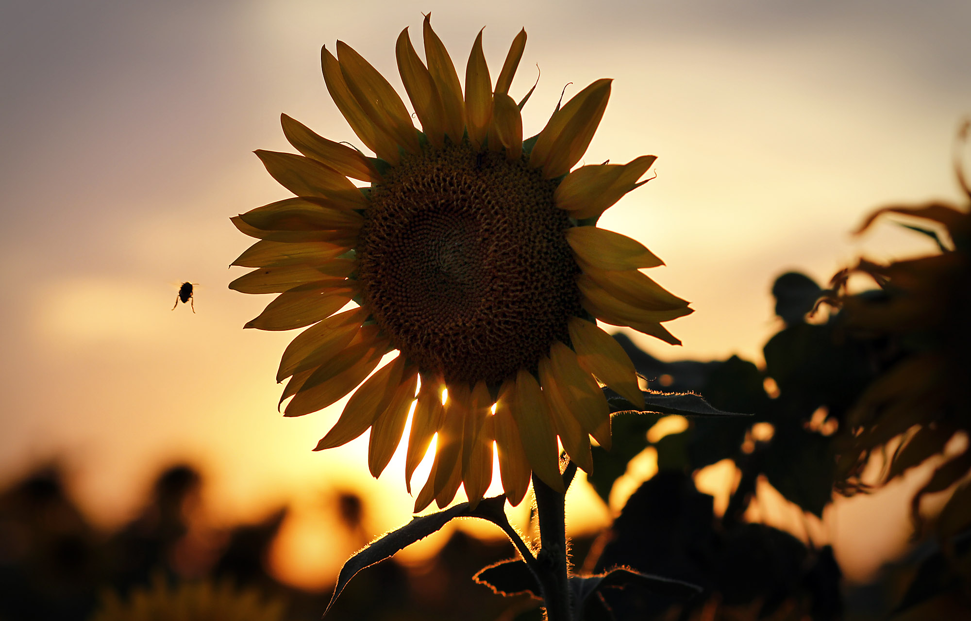 Summer sunflowers' peak