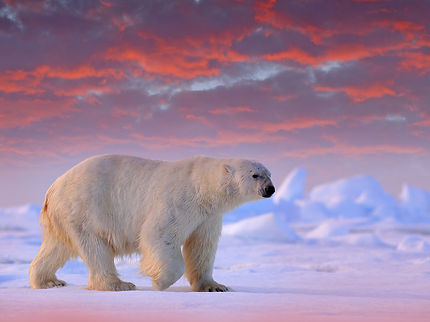 Polar Bear Arctic.jpg