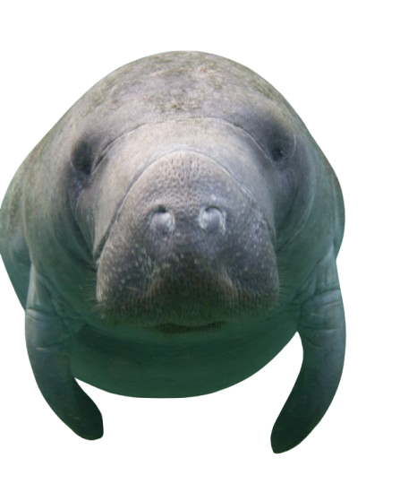 manatí