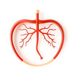 icon for hemolophioetic system realistic white background.jpg