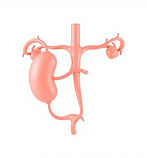 icon for urinary system realistic white background.jpg