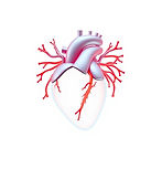 icon for cardiovascular system realistic white background.jpg