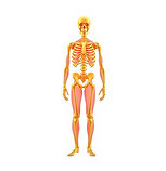 icon for musculoskeletal system realistic white background.jpg