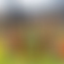 Maya de Bij keert terug naar Floralia Brussels met een betoverende familiebeleving