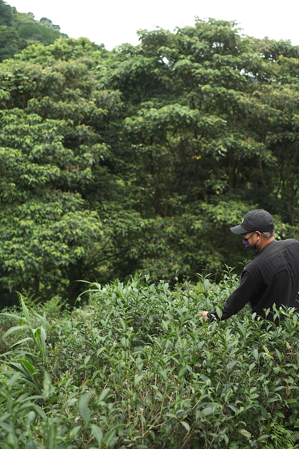 7/2025 ‘Master Level’ Wild Grown DongDing Oolong