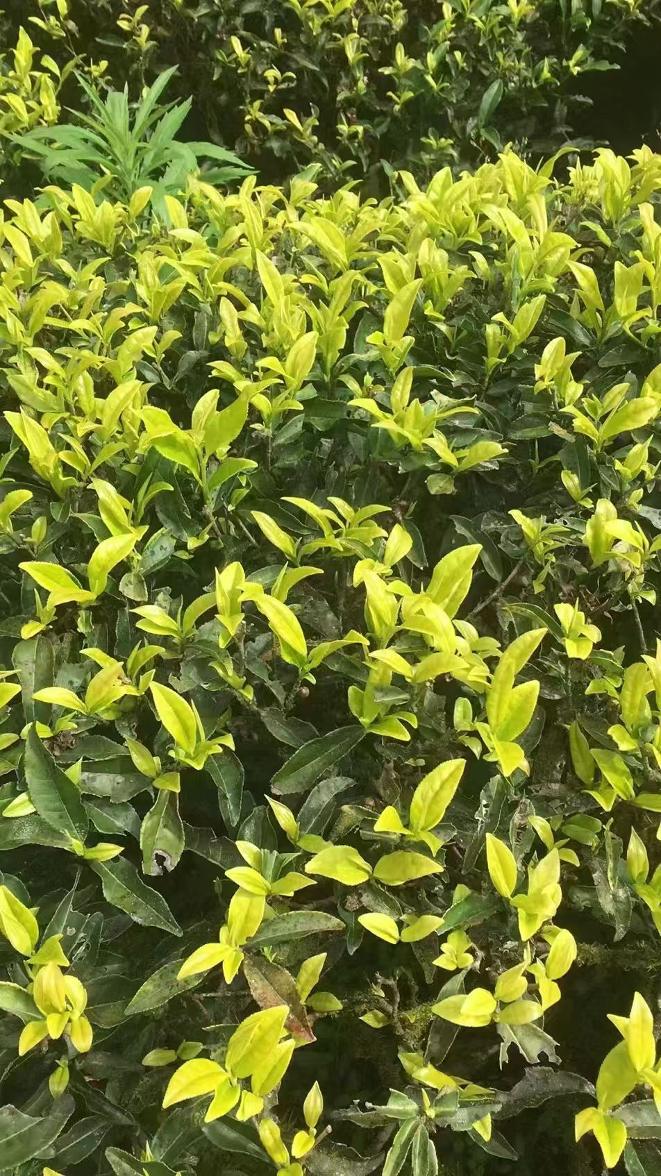 2023 ‘BaiJiGuan’ WuYiShan Oolong