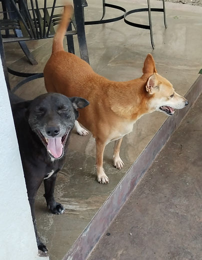 Twinkle and Jasmine.jpg