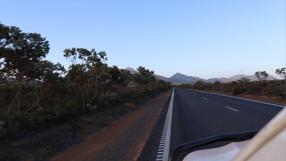 : De Stirling Ranges in de namiddag en links tussen de bomen door Toolbrunup Peak