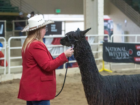 Are You Ready to Take the Leap and Purchase Your First Alpaca? A Beginner's Guide to Alpaca Ownership!