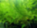 watersprite_edited.jpg