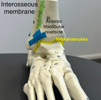 Nilkan nyrjähdys, nilkan nivelistö ja nivelsiteet. Etummainen tibiofibular nivelside.