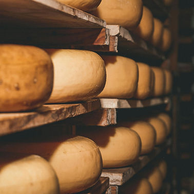 Viele reifende gelbe Käselaibe liegen in den Holzregalen der Schaukäserei gelagert.