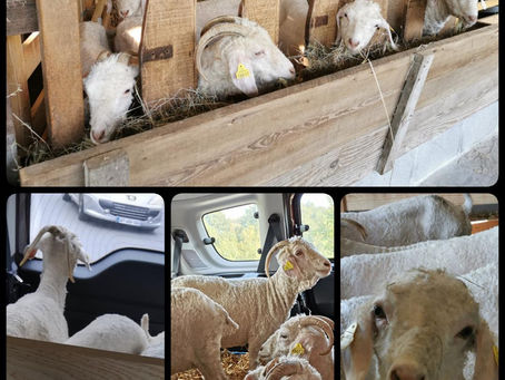 Arrivée des biquettes