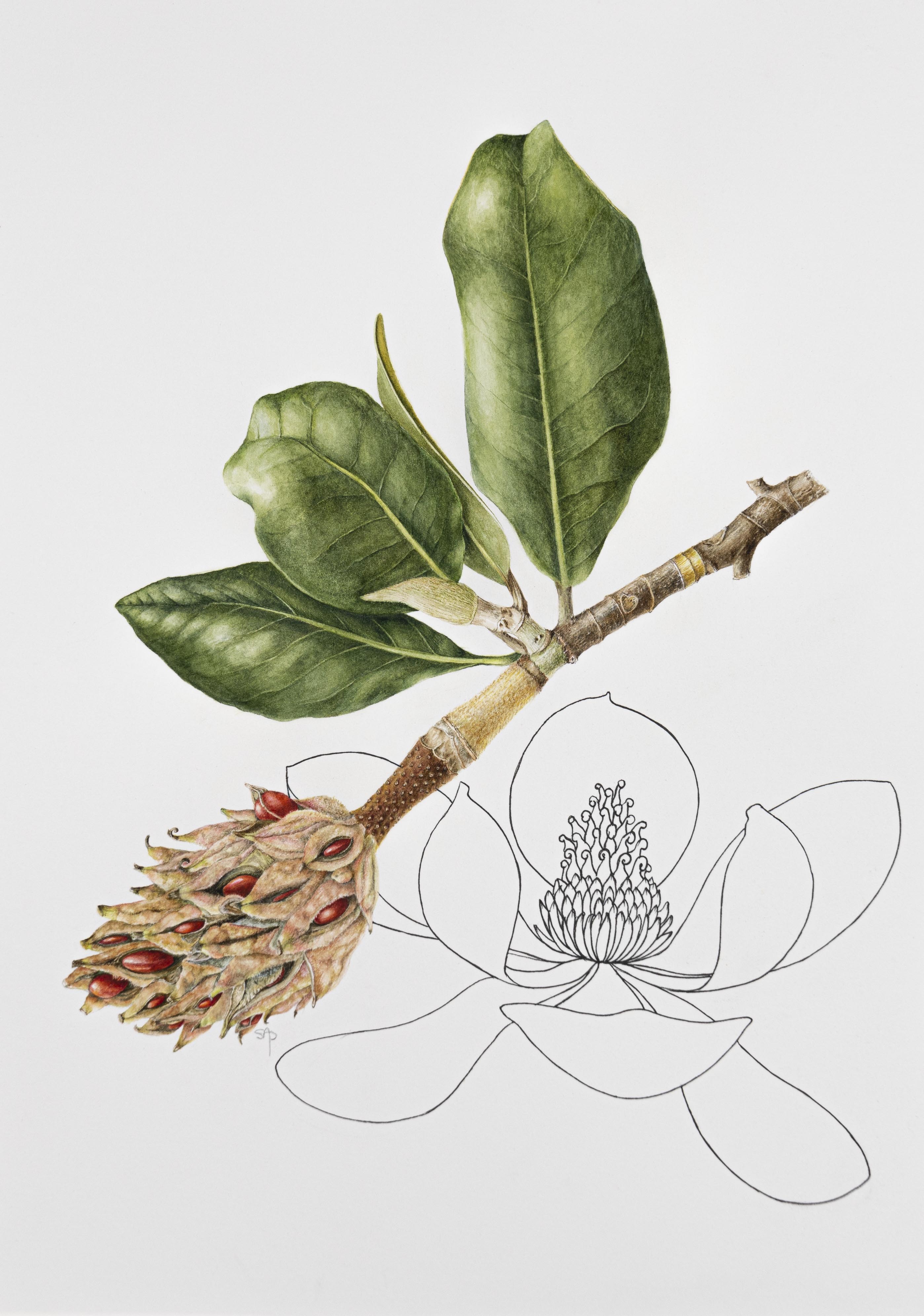 Magnolia grandiflora