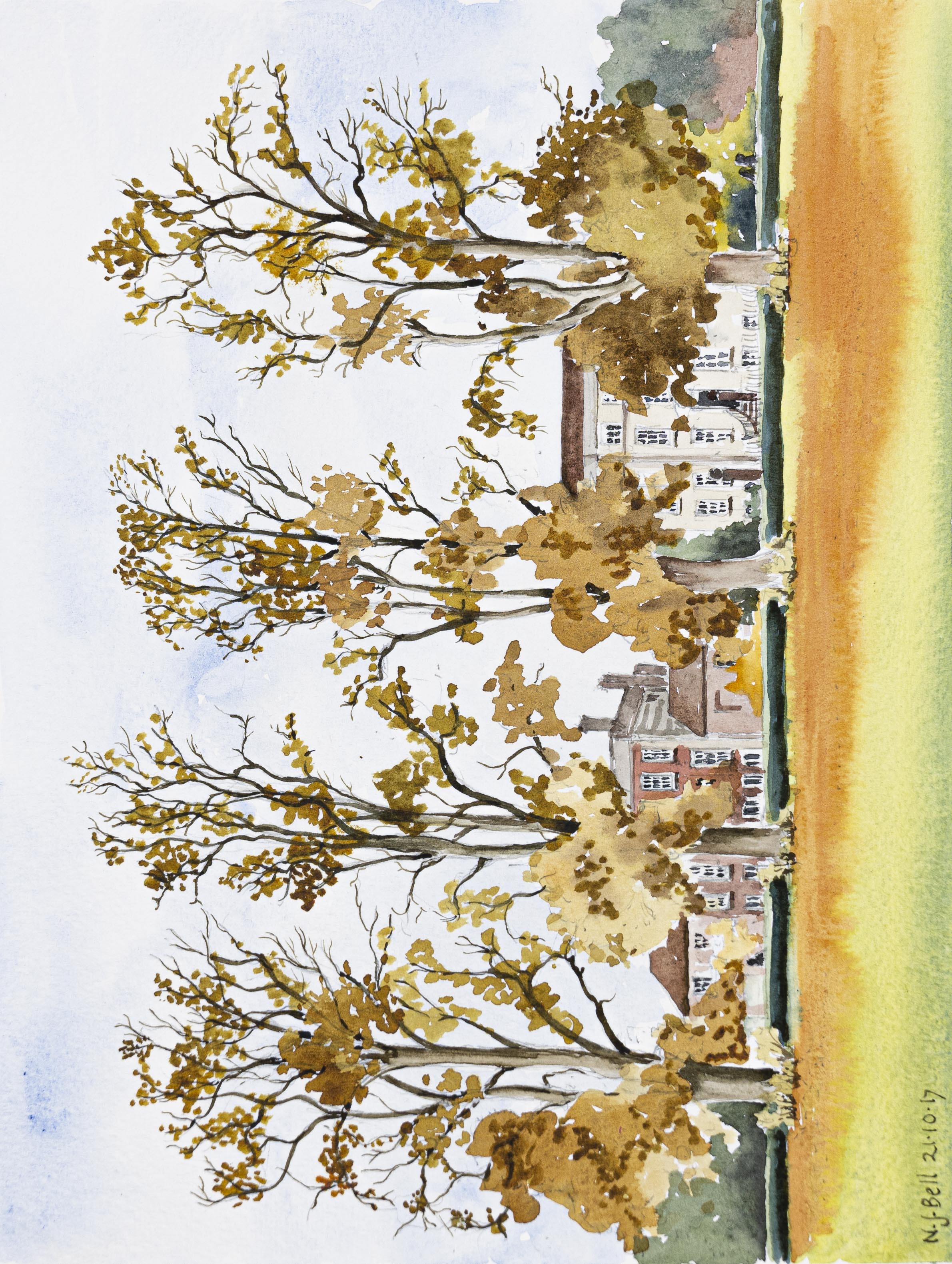 Tilia