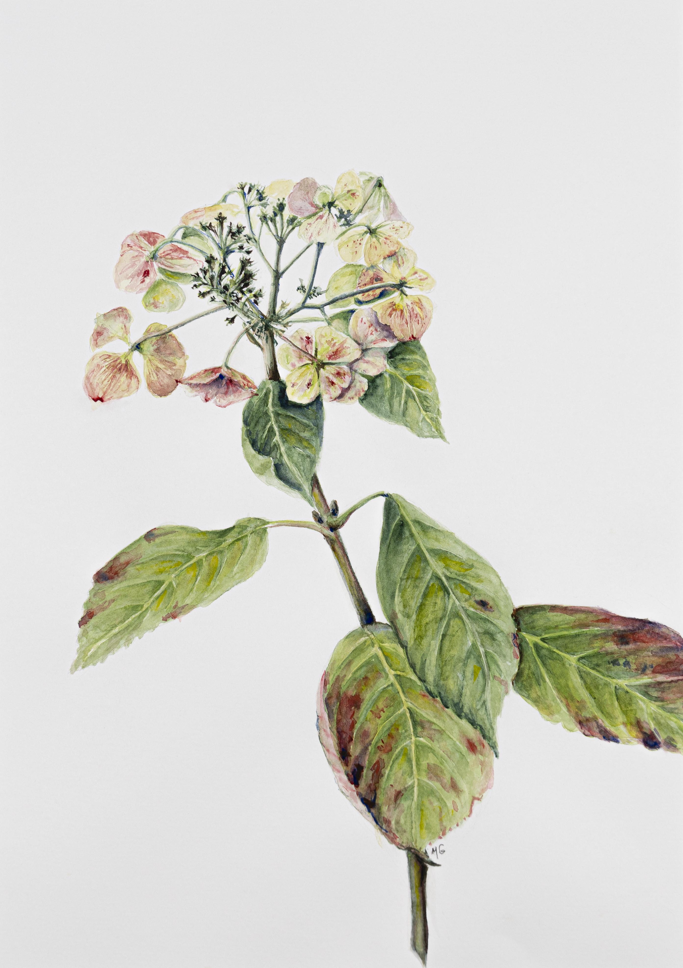 Hydrangea