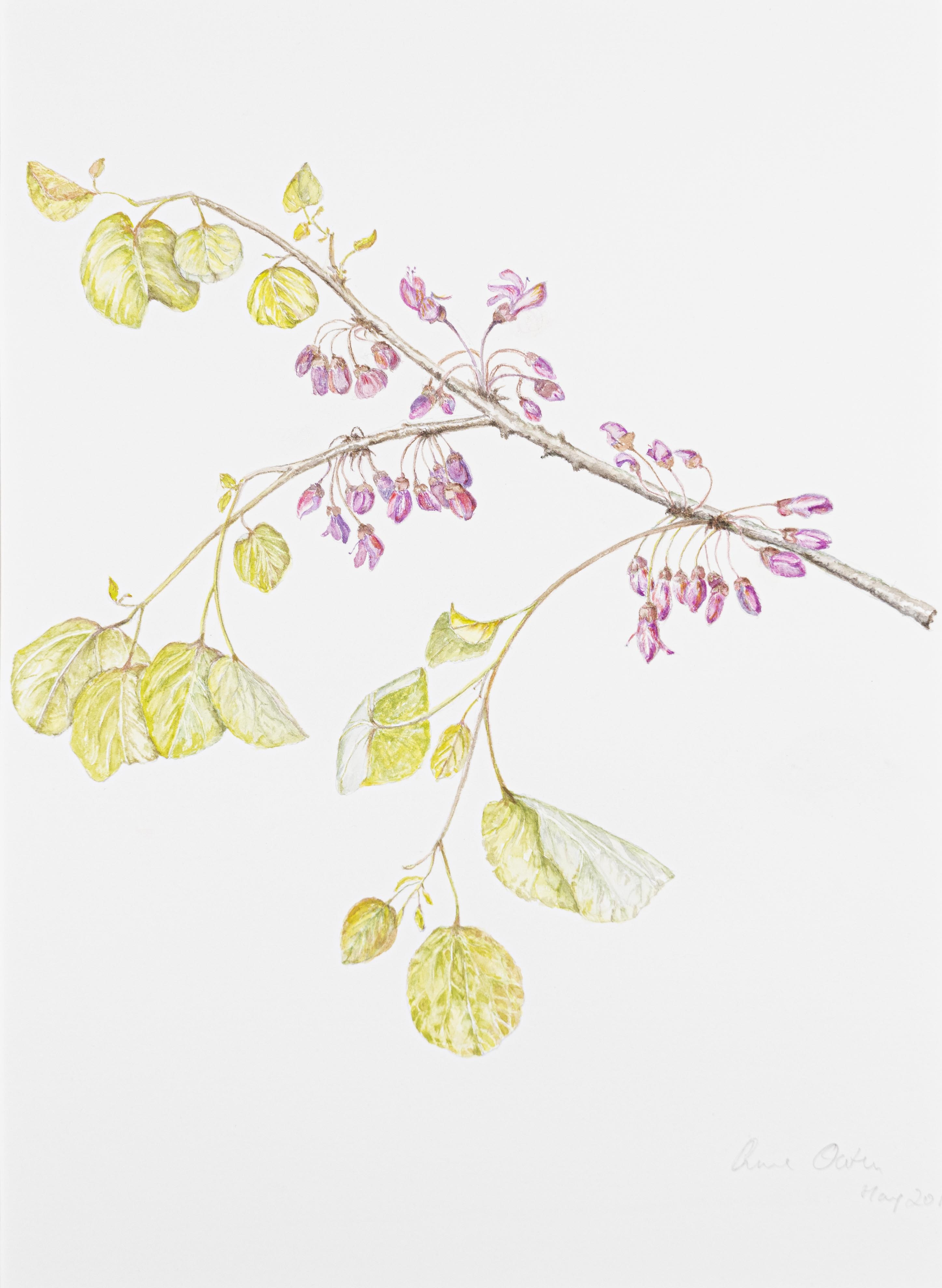 Cercis siliquastrum