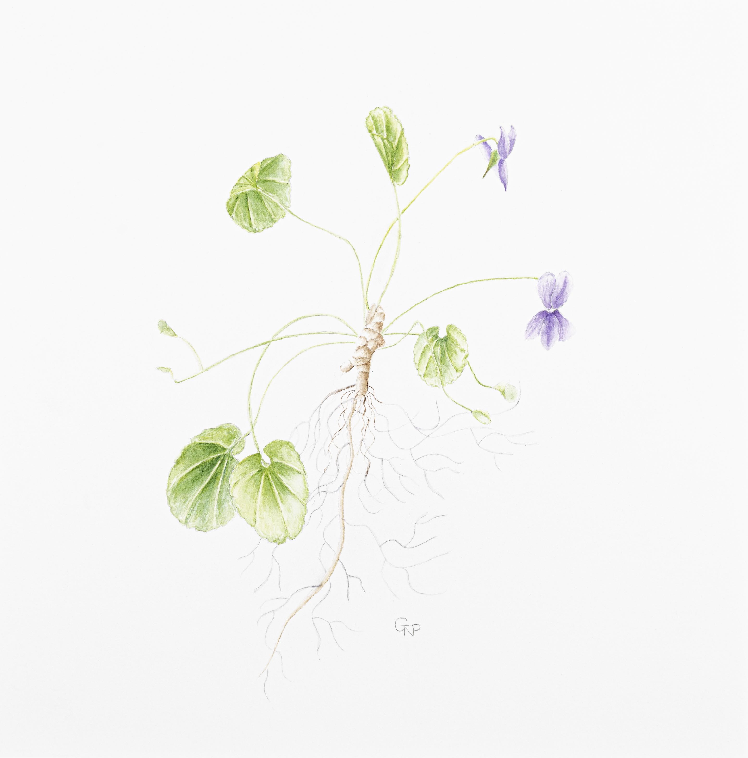 Viola riviniana