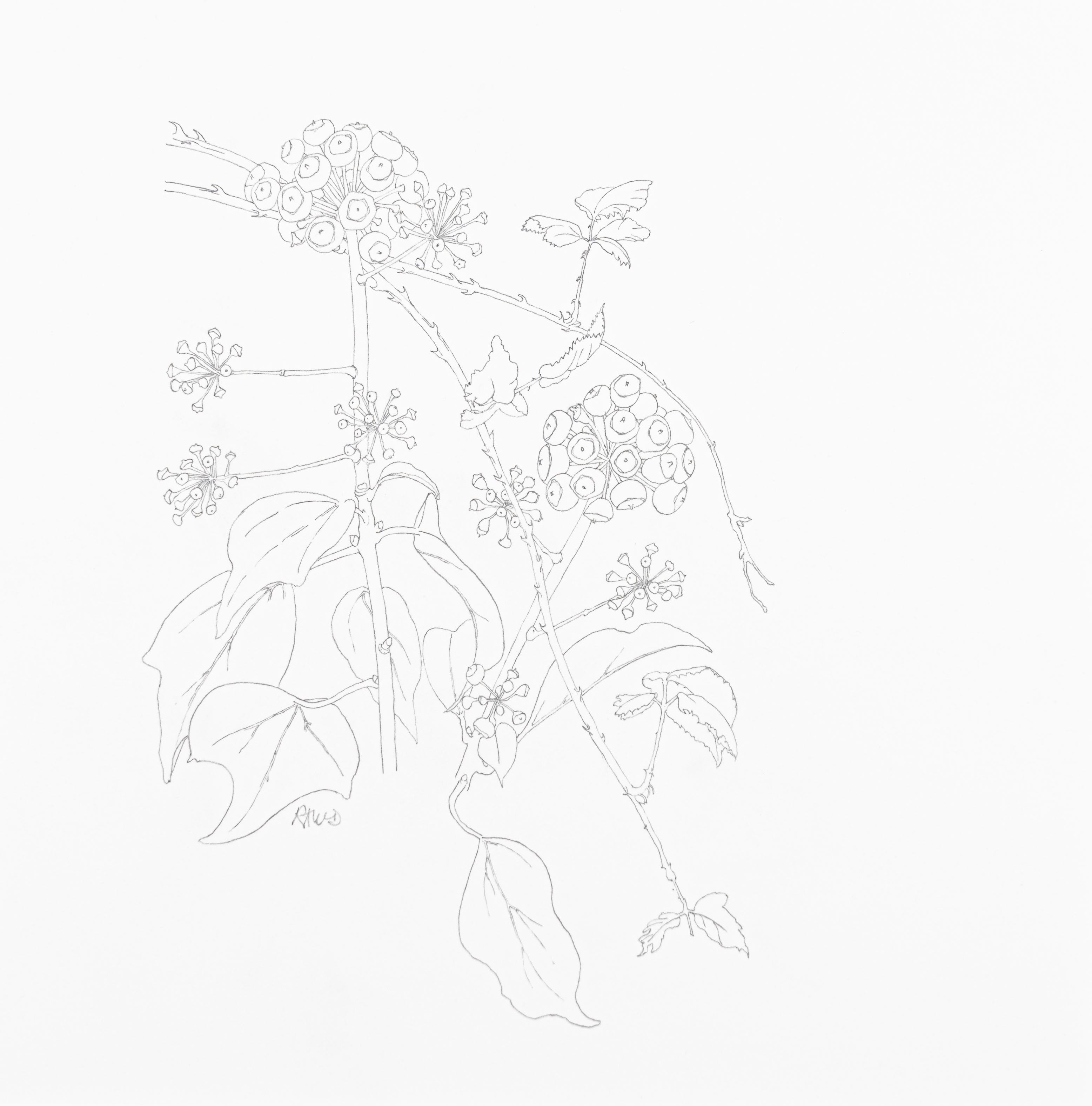 Hedera helix and Rubus fructicosus