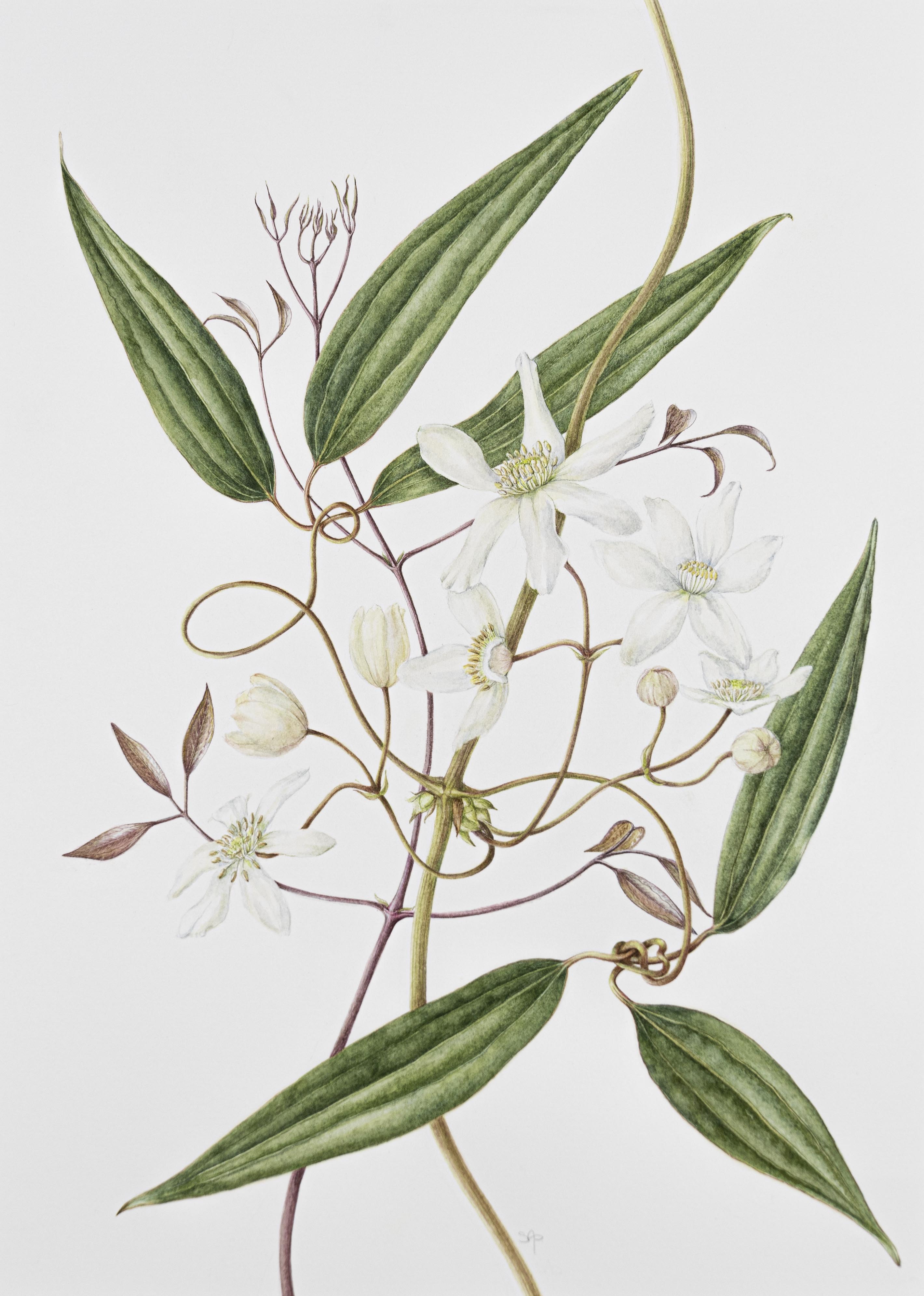 Clematis armandi