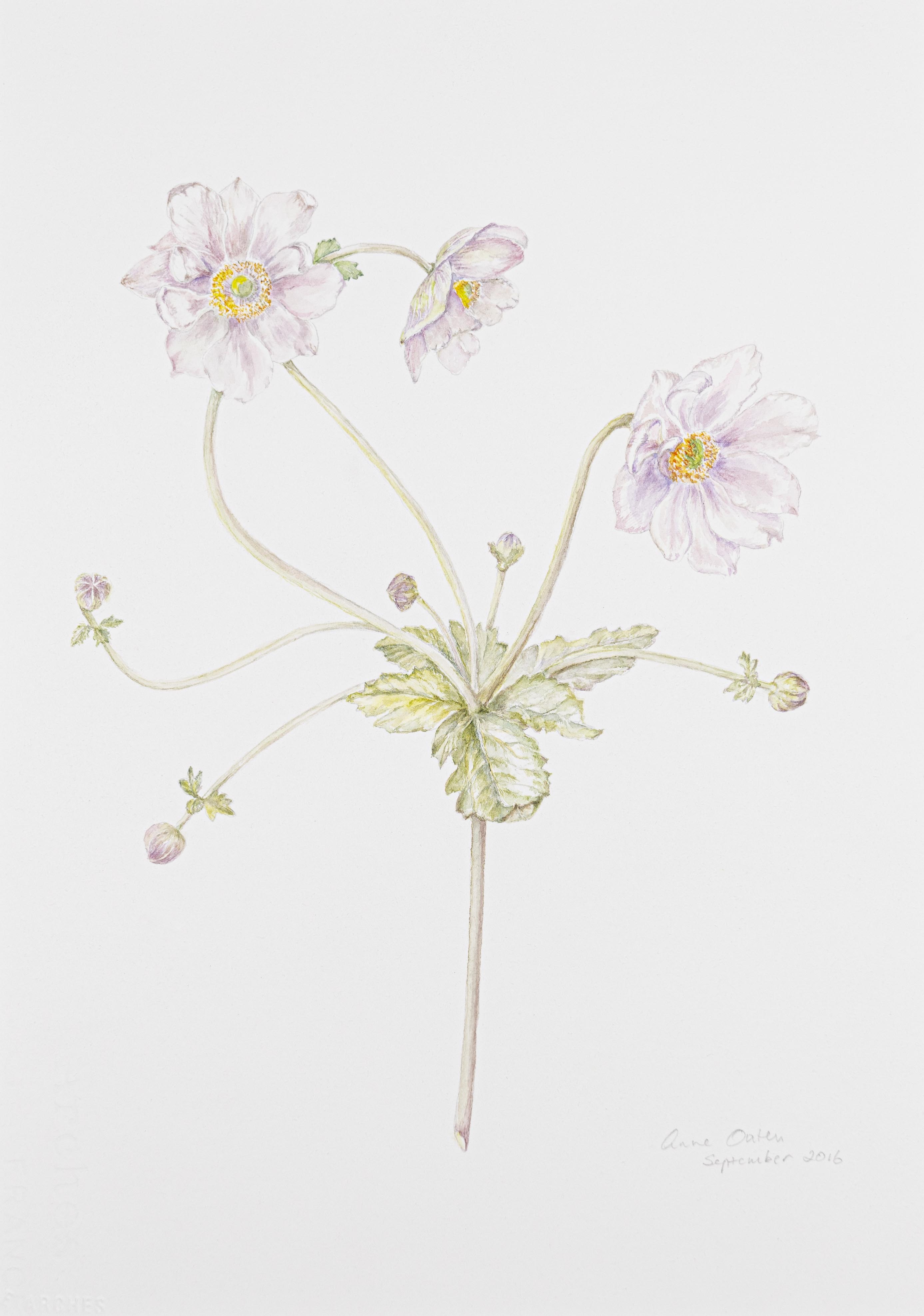 Anemone hupehnsis